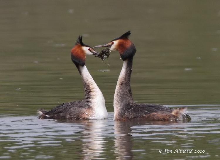 Great crested Grebe pair weed dance VP 10 5 10  IMG_6946
